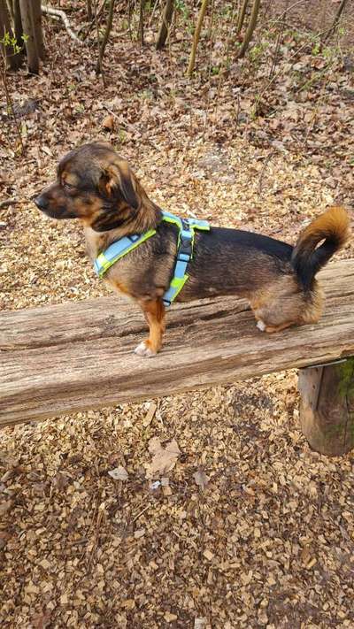 TierschutzhundeStammtisch🐕-Beitrag-Bild