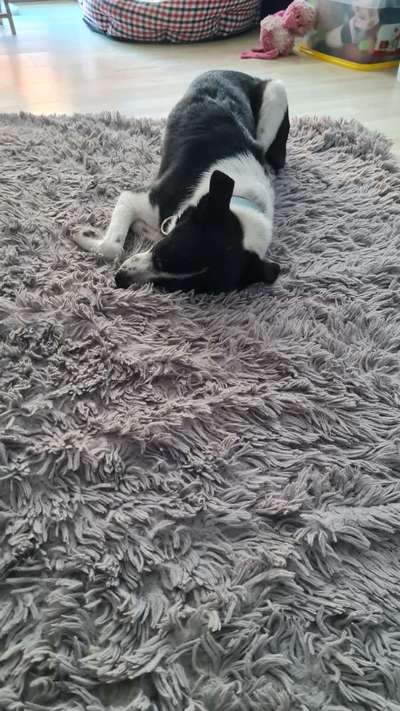 TierschutzhundeStammtisch🐕-Beitrag-Bild