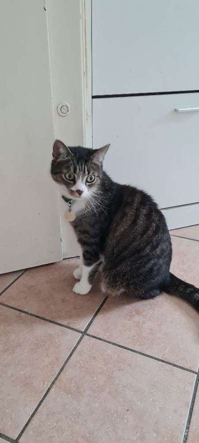 TierschutzhundeStammtisch🐕-Beitrag-Bild