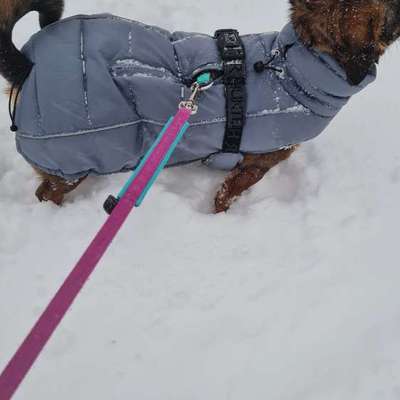 TierschutzhundeStammtisch🐕-Beitrag-Bild