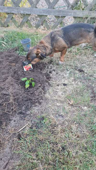 TierschutzhundeStammtisch🐕-Beitrag-Bild