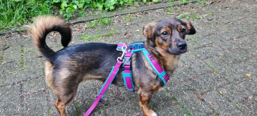 TierschutzhundeStammtisch🐕-Beitrag-Bild