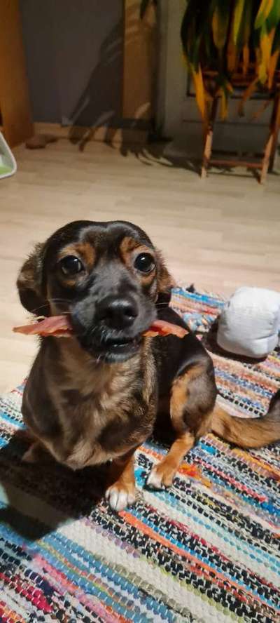 TierschutzhundeStammtisch🐕-Beitrag-Bild