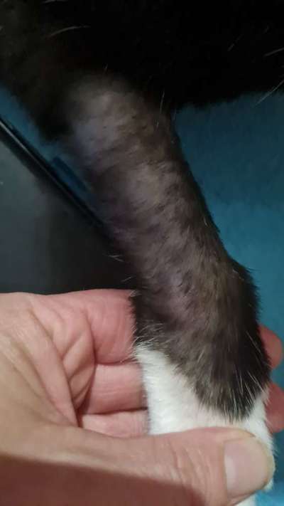 TierschutzhundeStammtisch🐕-Beitrag-Bild