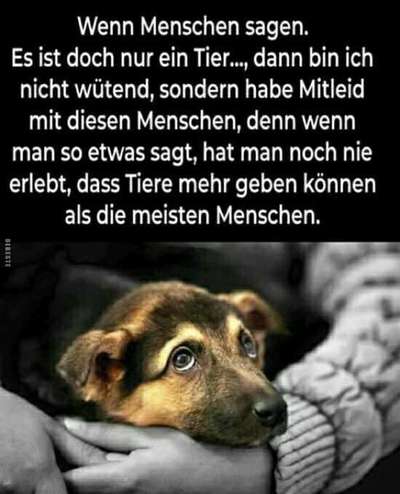 TierschutzhundeStammtisch🐕-Beitrag-Bild