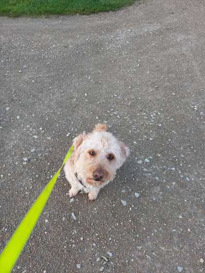 Unsere Fellnasen-Vielfalt im Überblick!-Beitrag-Bild