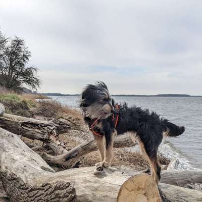 Hundetreffen-Kleine oder größere Spaziergängen mit Hund(en)-Profilbild