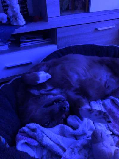 Zeige das lustigste Bild eures Hundis-Beitrag-Bild