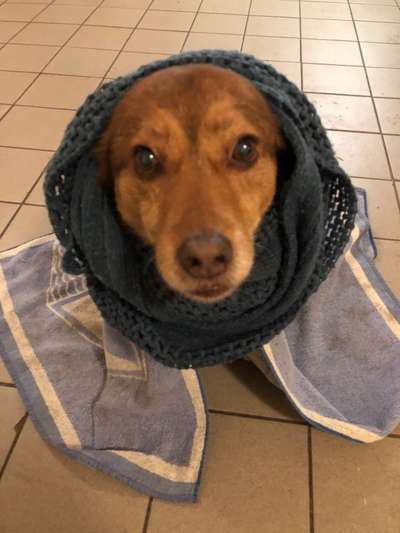 Zeige das lustigste Bild eures Hundis-Beitrag-Bild