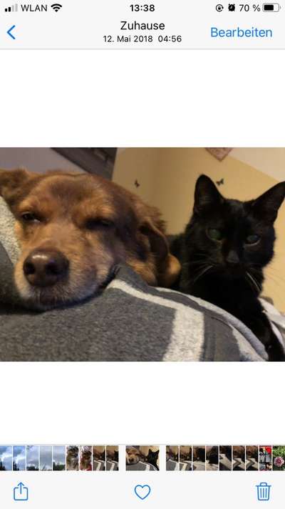 Hund und Katz Momente-Beitrag-Bild