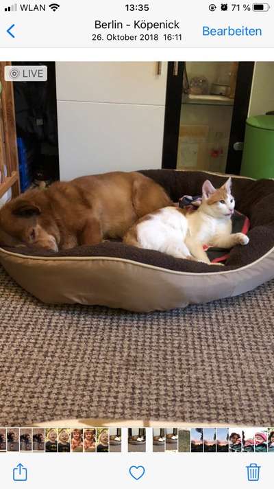 Hund und Katz Momente-Beitrag-Bild