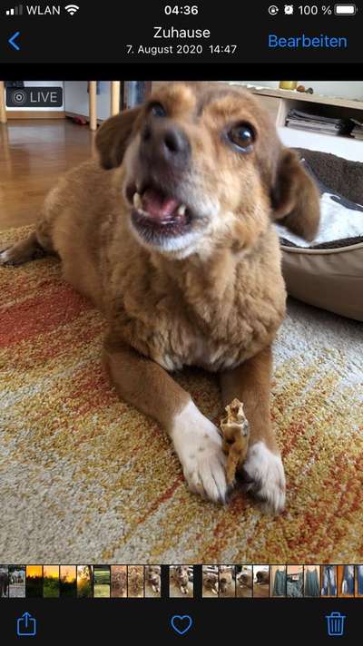 Zeige das lustigste Bild eures Hundis-Beitrag-Bild