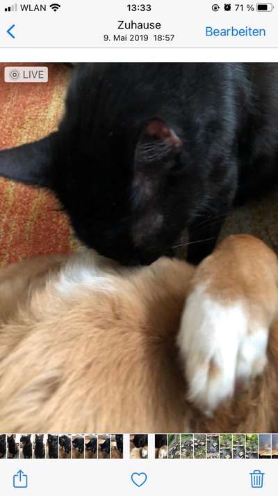 Hund und Katz Momente-Beitrag-Bild