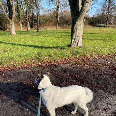 Hundetreffen-Spielpartner gesucht-Bild