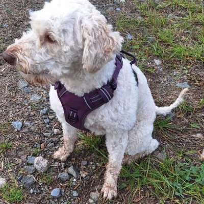 Lagotto Romagnolo Besitzer-Beitrag-Bild