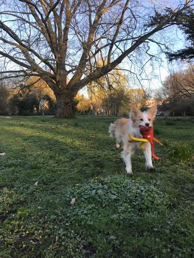 Fotosammlung: ,,Der natürliche Hund" Unbearbeitet, ungestellt und in Natura-Beitrag-Bild