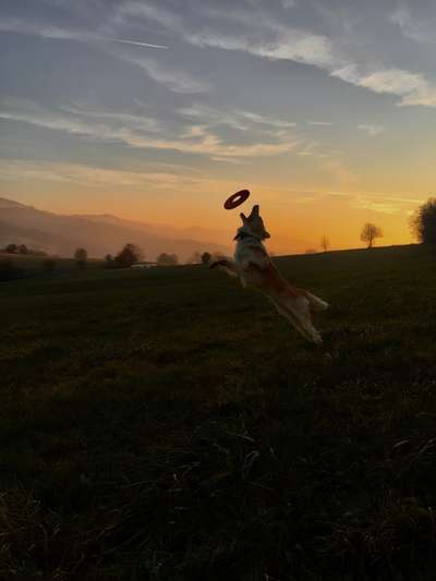 Dogorama Photo Challenge - Lieblingsspielzeug!-Beitrag-Bild