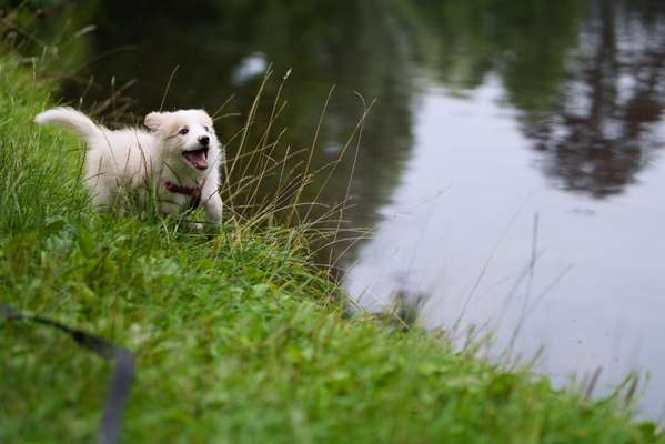 Fotochallenge 66 ~ Rennaction -Zeig deinen Hund im Lauf-Beitrag-Bild
