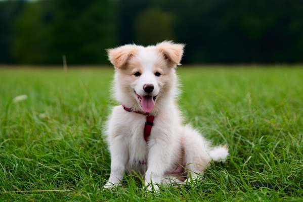 Welpen Bilder !-Beitrag-Bild