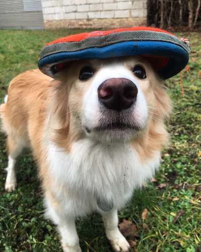 Postet das beste Foto von euren 4 beinern-Beitrag-Bild