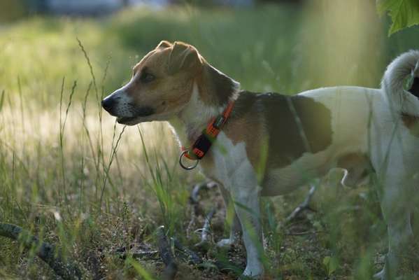 Jack Russell Terrier-Beitrag-Bild