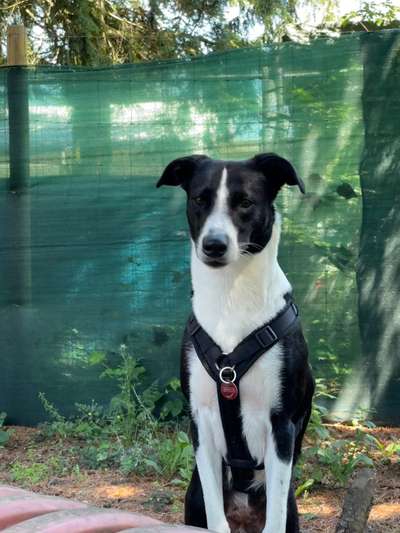 Auslandstierschutz-Beitrag-Bild