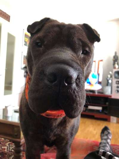 Hund vom Veterinäramt weggenommen-Beitrag-Bild