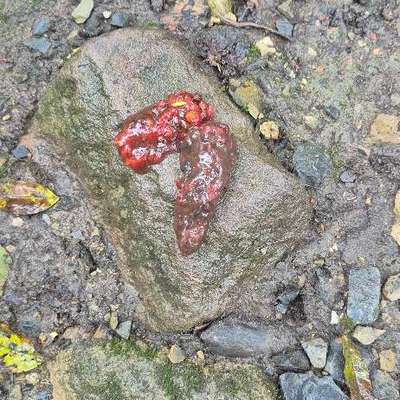 Giftköder-Giftköder im Elverdisser wald-Bild
