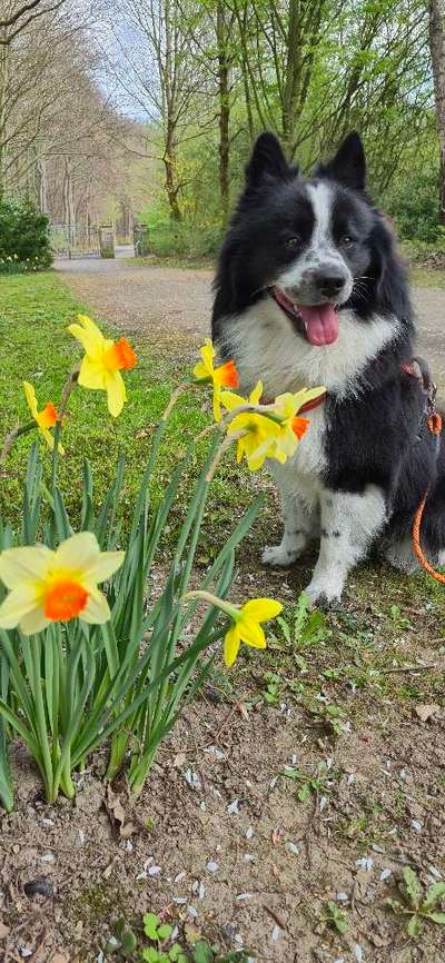 Reinrassige Hunde?-Beitrag-Bild