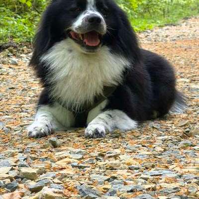Hundetreffen-Spielen und Spaß in Elverdissen und Umgebung-Bild