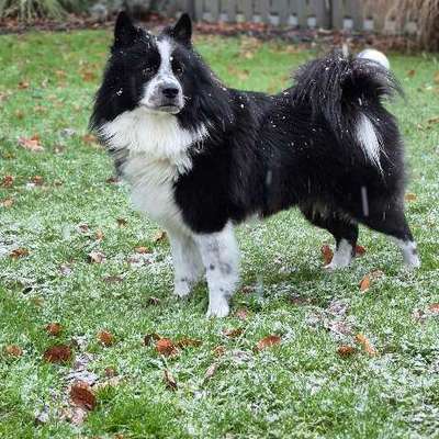 Reinrassige Hunde?-Beitrag-Bild