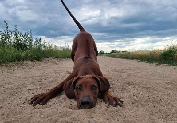 Rhodesian Ridgeback-Beitrag-Bild