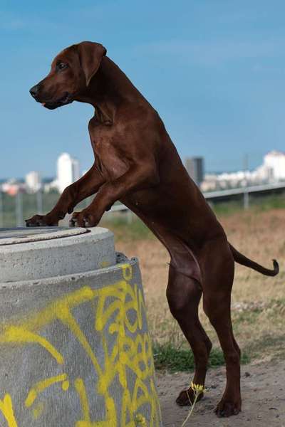 Rhodesian Ridgeback-Beitrag-Bild