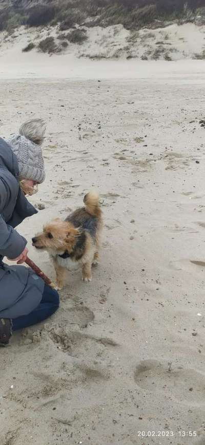 TierschutzhundeStammtisch🐕-Beitrag-Bild