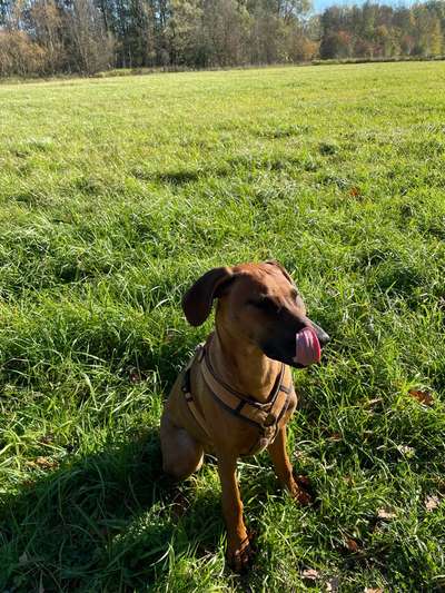 Rhodesian Ridgeback-Beitrag-Bild