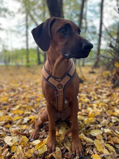 Rhodesian Ridgeback-Beitrag-Bild