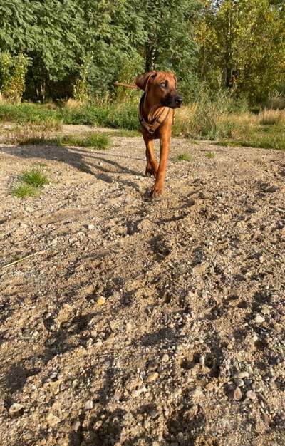 Rhodesian Ridgeback-Beitrag-Bild
