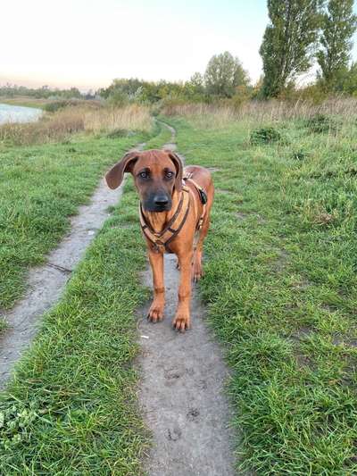 Rhodesian Ridgeback-Beitrag-Bild