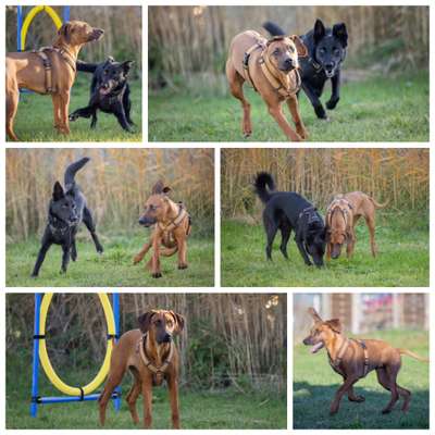 Rhodesian Ridgeback-Beitrag-Bild