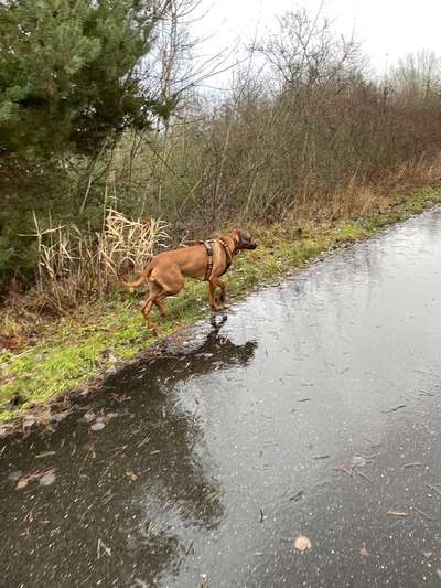 Rhodesian Ridgeback-Beitrag-Bild