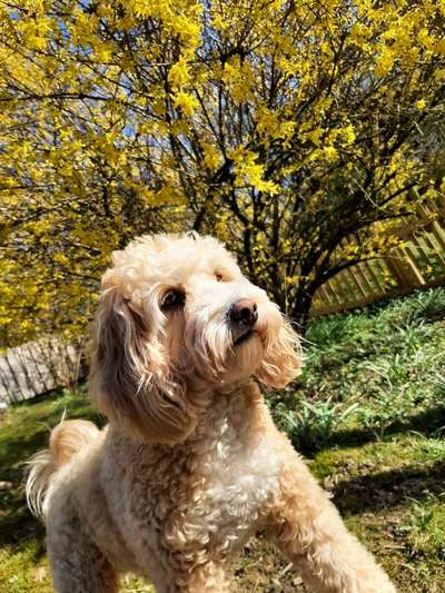 Challenge 23 : "  Euer Hund beim Frühlingserwachen "-Beitrag-Bild