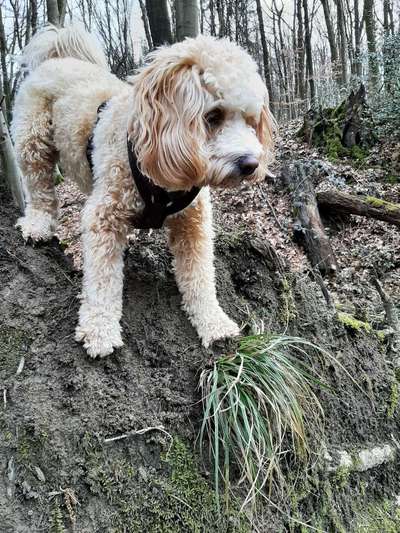 Zeigt uns das 6. Bild von eurem Hund in eurer Galerie-Beitrag-Bild