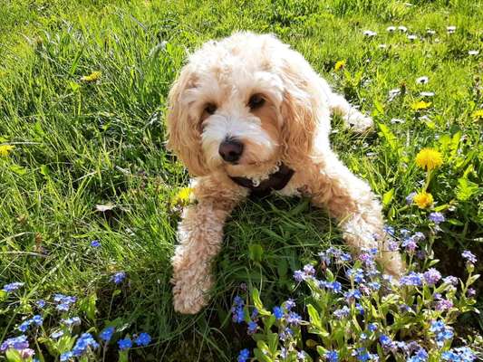 Die Dogorama Kalender Challenge Teil 3/4-Beitrag-Bild