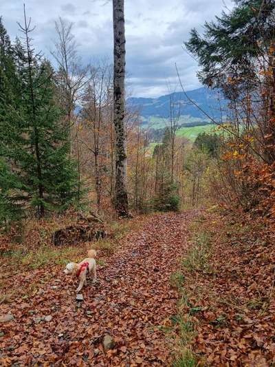 Herbst Bilder-Beitrag-Bild