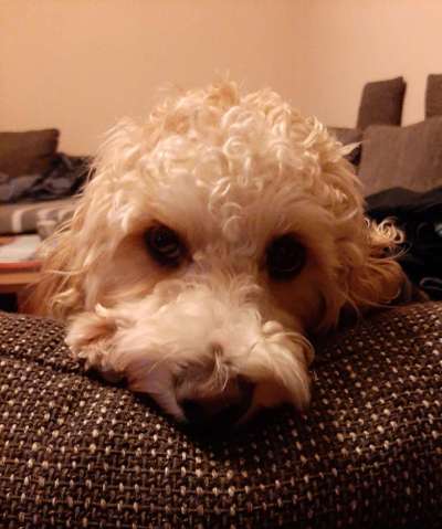 CHALLENGE NR. 19 - Der Hundeblick-Beitrag-Bild