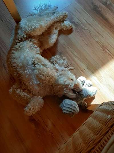 Die Dogorama Wochen Challenge-Beitrag-Bild