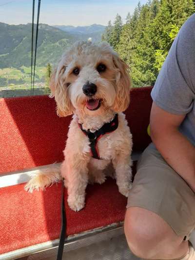 Die Dogorama Wochen Challenge: “Dein Hund im Urlaub”-Beitrag-Bild