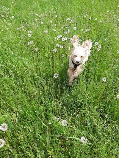 Die Dogorama Monats Challenge "Es grünt und blüht"-Beitrag-Bild