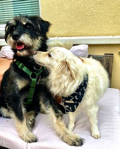 Die Dogorama Wochen Challenge "Friends will be Friends"-Beitrag-Bild