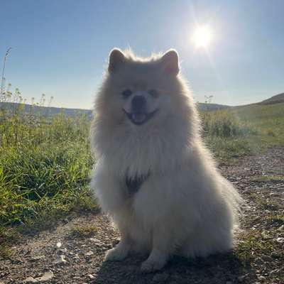 Hundetreffen-Hundefreunde gesucht 🐾-Bild